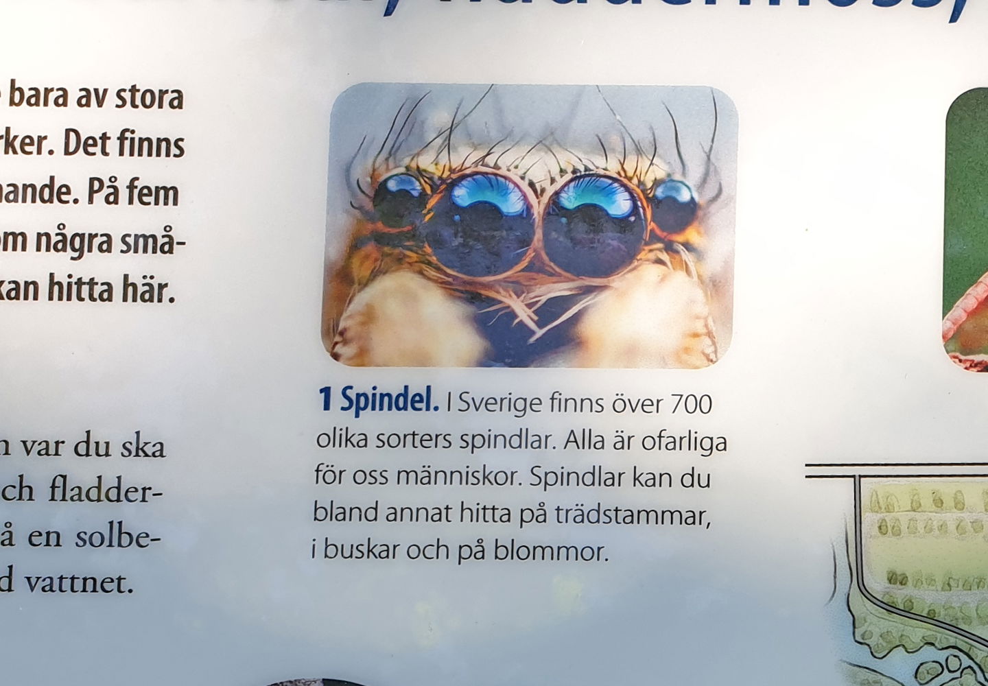 Bild och text om spindel.