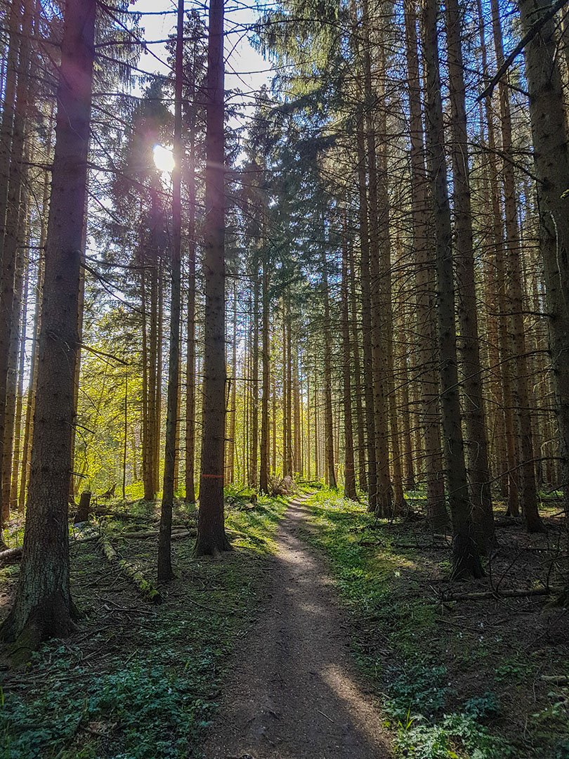 Gammal skog på Omberg