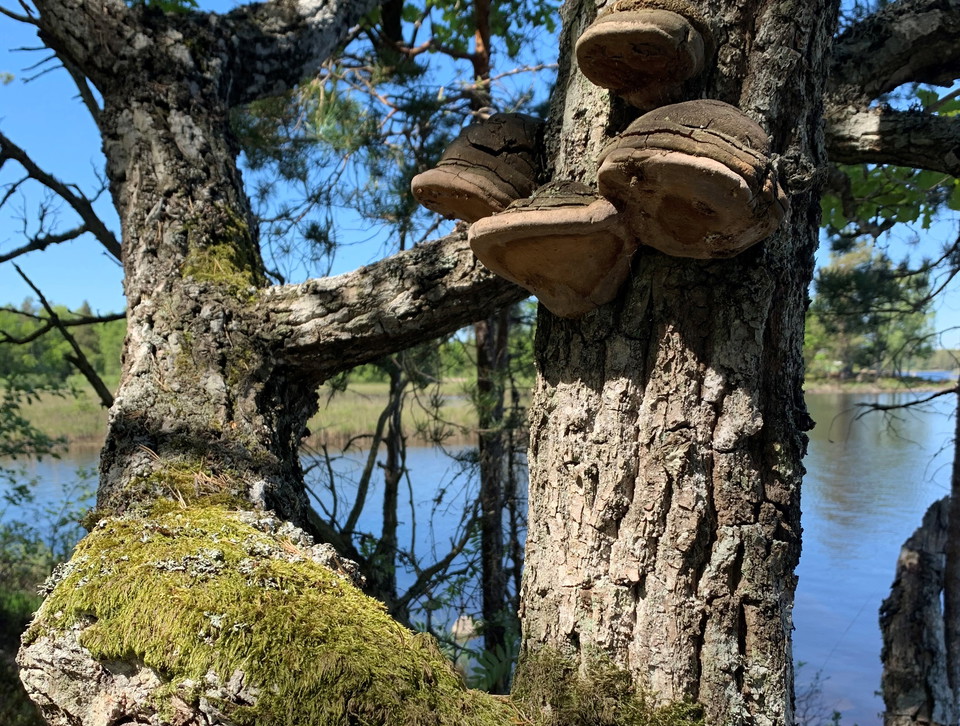 Ektickor på ek med sjö i bakgrunden