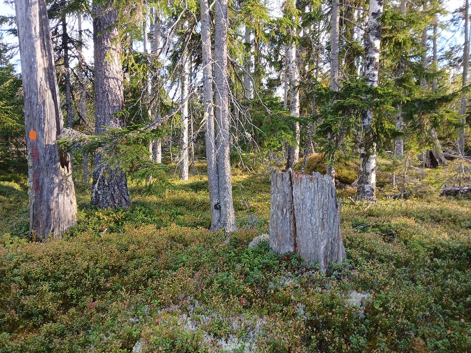Rester av stubbar och torrträd