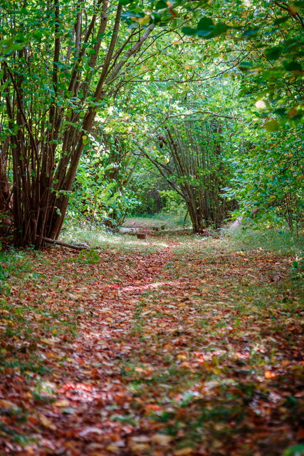 En stig mitt i en skog med massor av löv på marken