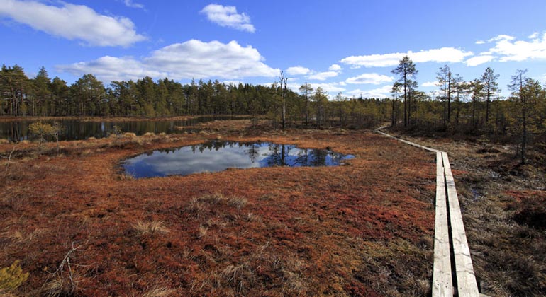 Knuthöjdsmossen.