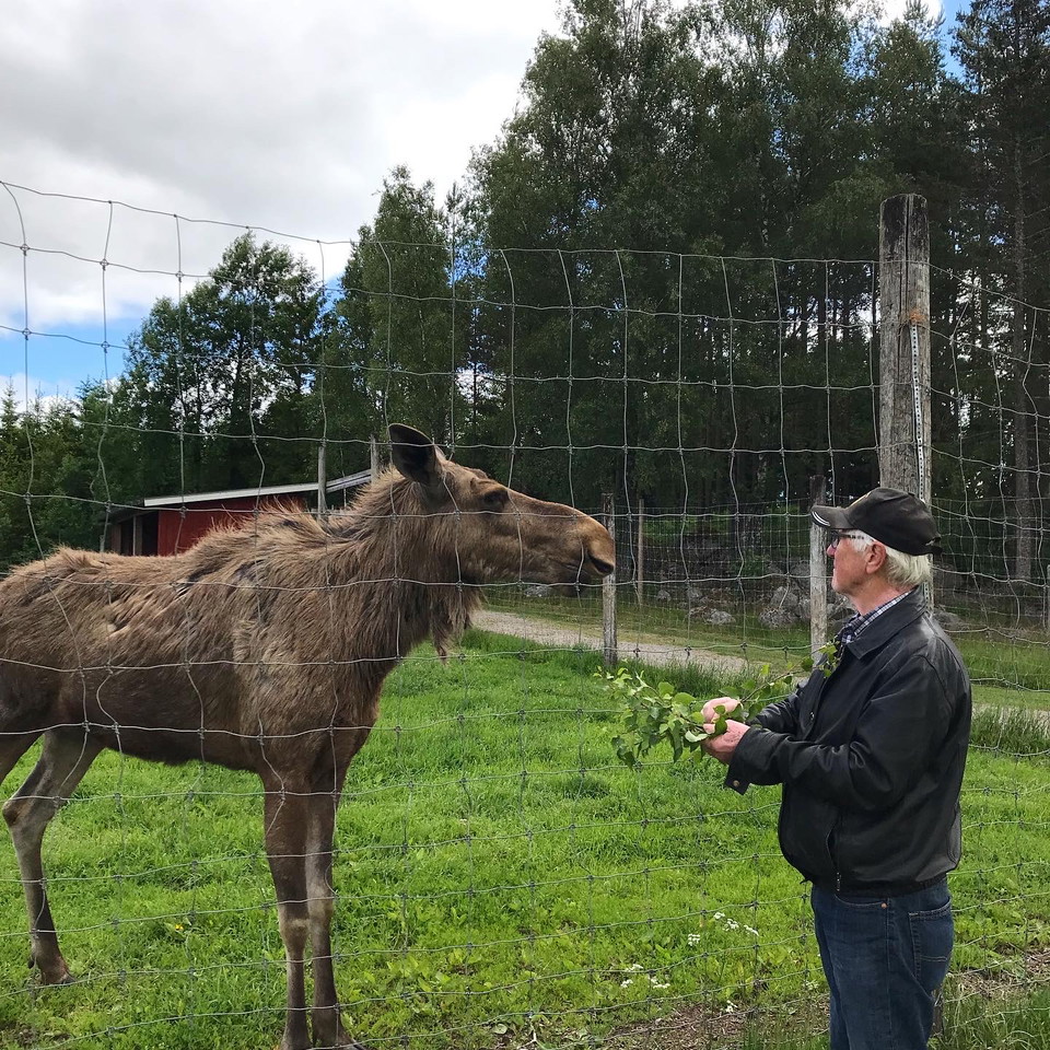 Träffa djur längs vägen på Elinge älgpark, Fridtuna gård, Kastebergs gård eller Laganlands älgpark