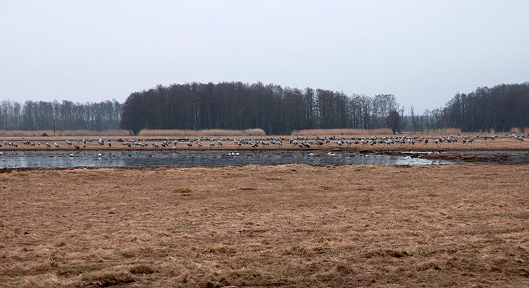 Tranor och gravänder.