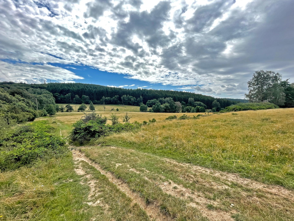 stor betesmark i sluttande terräng med granskog i bakgrunden