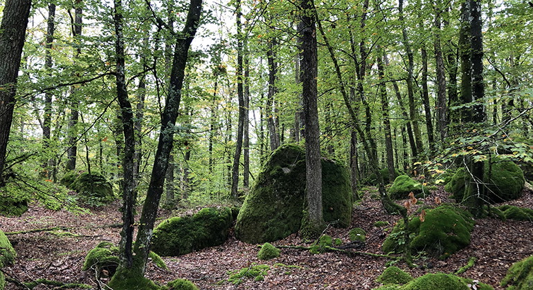 I bokskogen finns stora och små stenblock, alla täckta med grön mossa. 