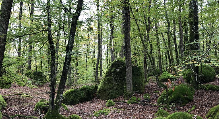 I bokskogen finns stora och små stenblock, alla täckta med grön mossa. 