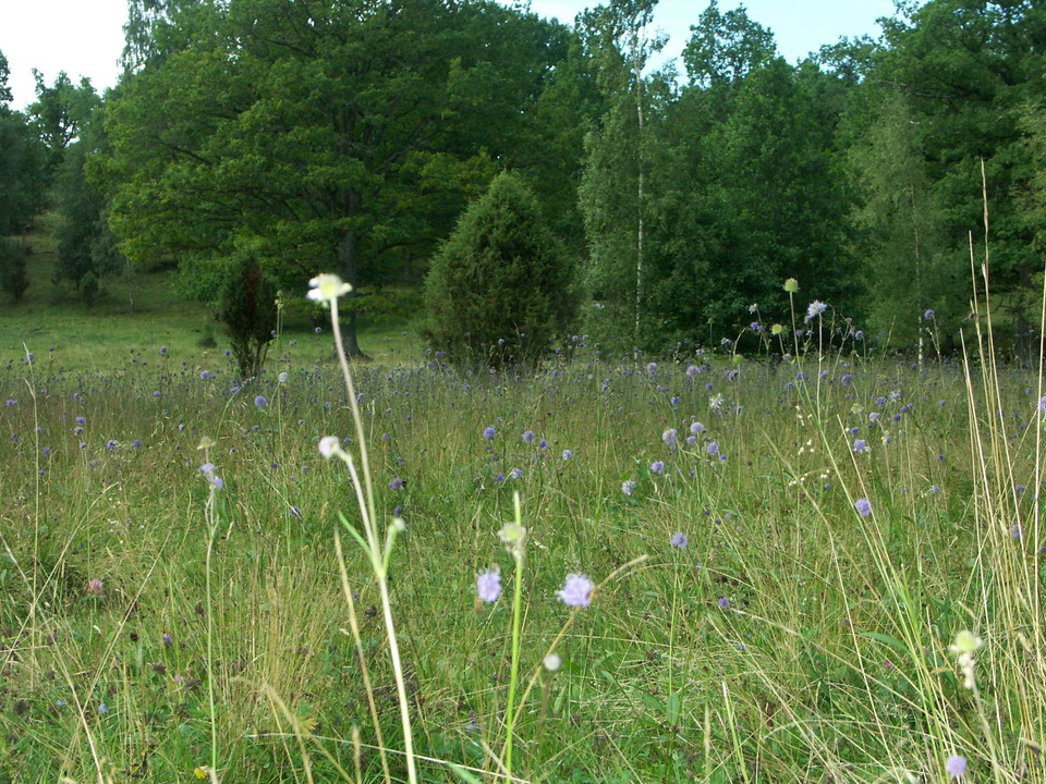 Blommande äng med ekar och enar i bakgrunden