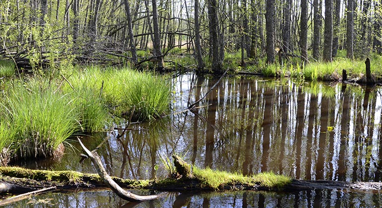 Tjälvesta, Hultaån.