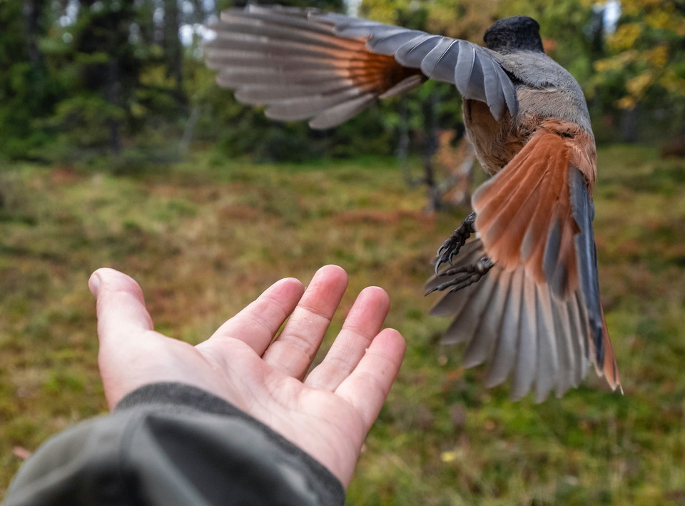 Lavskrika i närheten av Hållan.