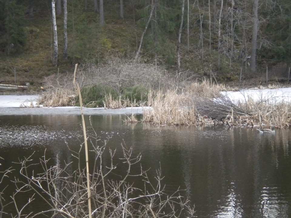 Rudbodakärret. Vårvinter. Foto Lidingö stad