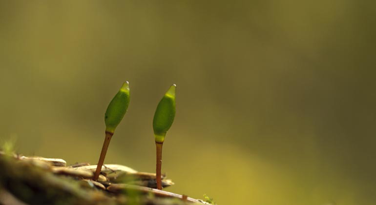 Sporkapslar av grön sköldmossa.