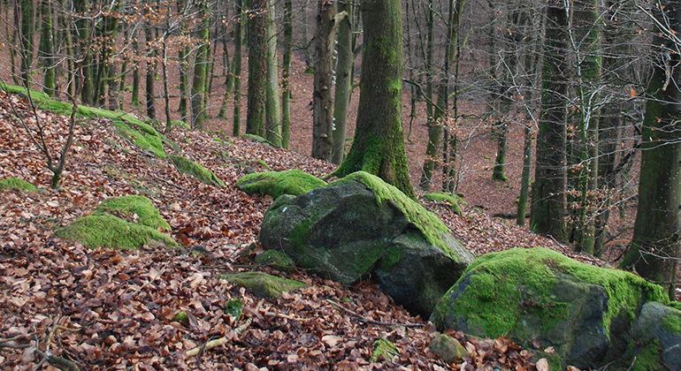 Stenblock i skogen.