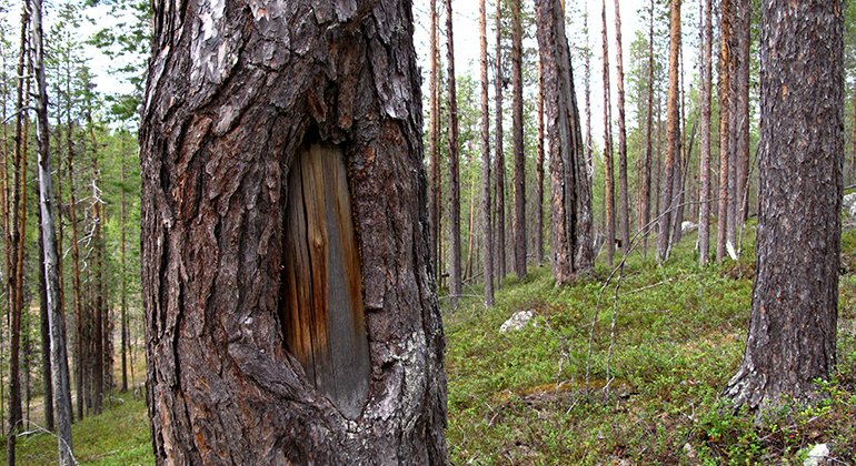 Spår av samisk barktäkt i naturreservatet Tilak.