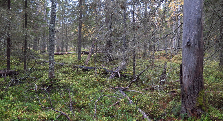 Träden har olika åldrar. Till höger syns en så kallad silverfura.