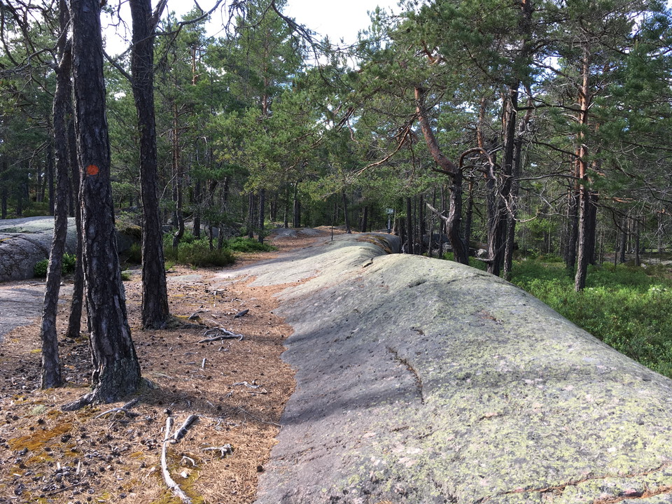 En bergshäll i tallskog. På ena tallen finns det stigmarkering målad på stammen.