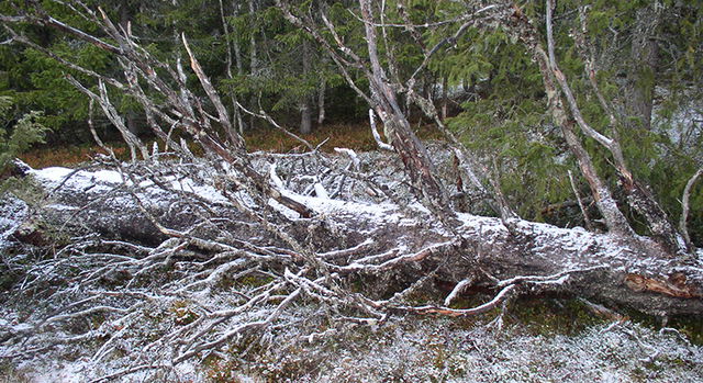 Vinterberget