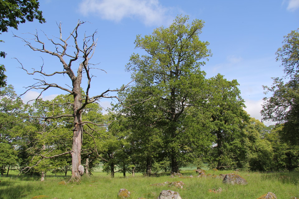Kontraster. Grönskande träd mot ett dött avskalat träd.