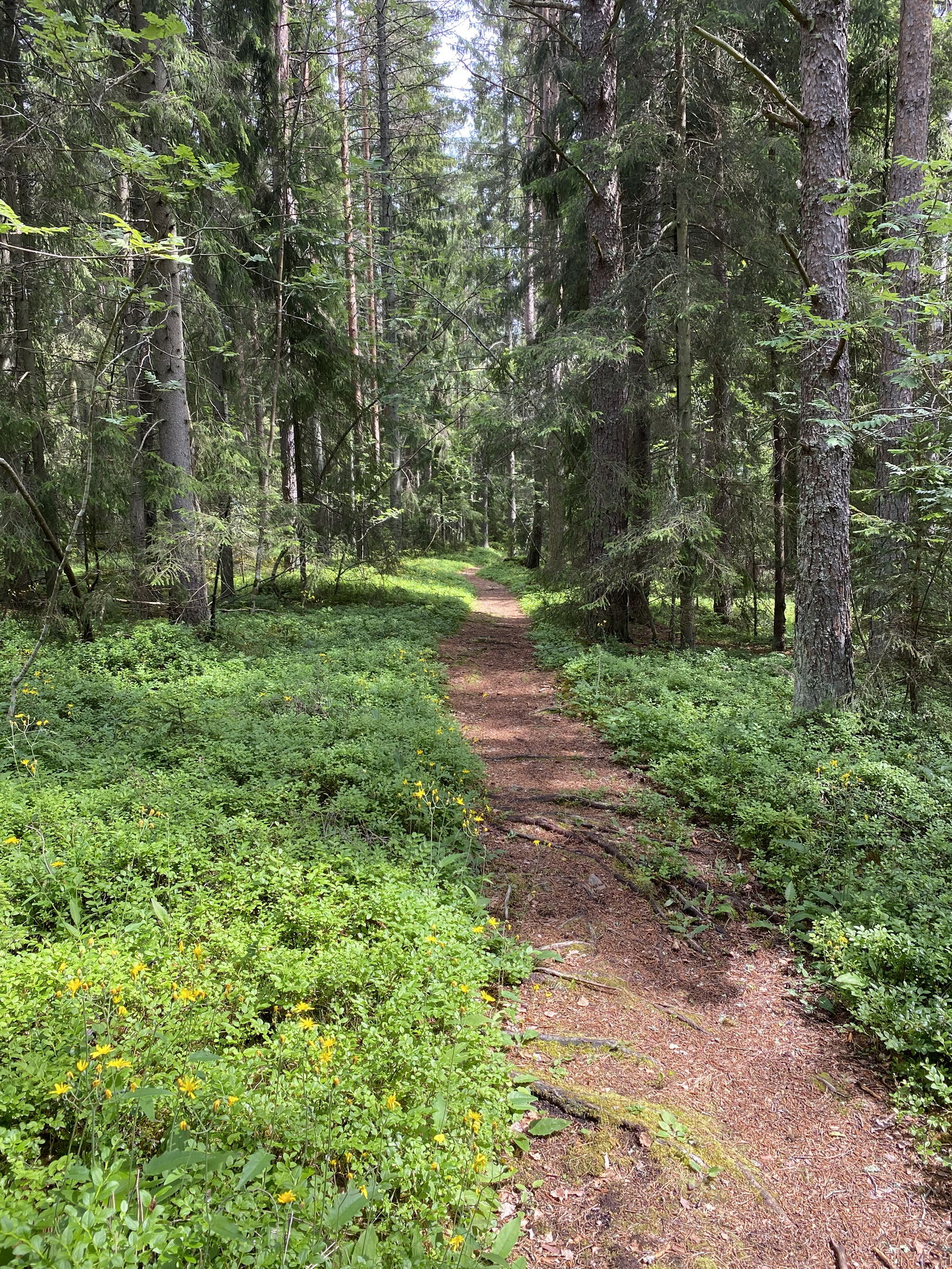 Naturstigen på Limön löper genom fin natur