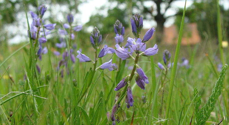 Jungfrulin.