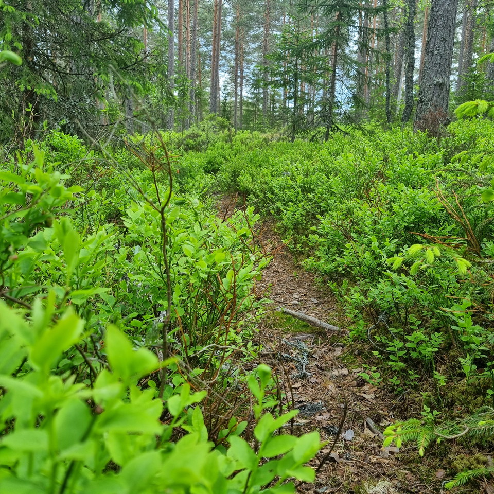 Kroksberget