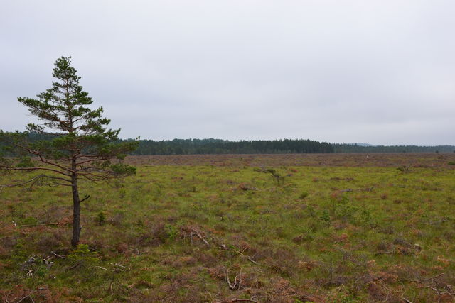 Vandra genom Anderstorps Stormosse