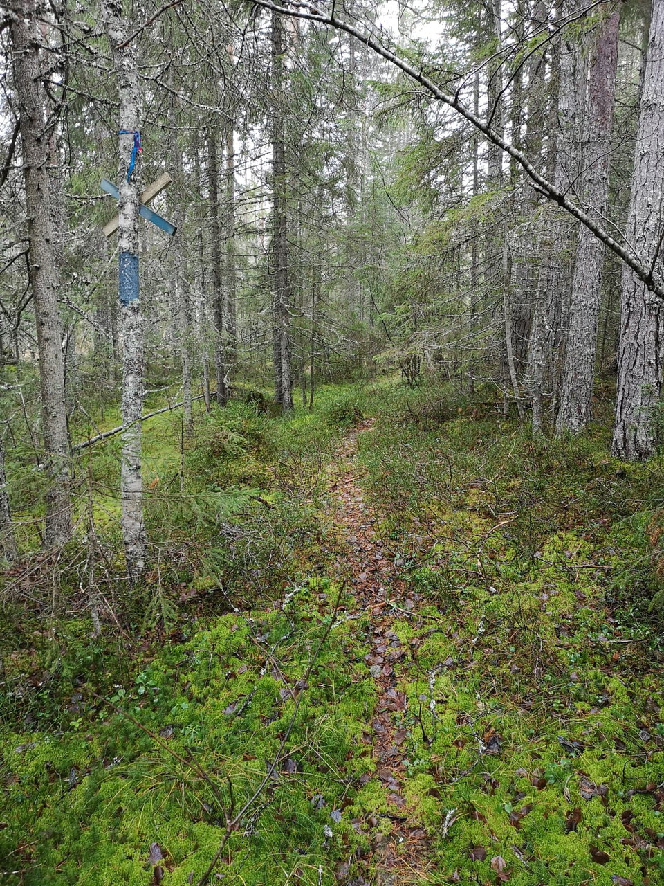 Första 1,5 km är inte stigen så tydlig. Det finns ett vindfälle som blockerar stigen på ett ställe också.