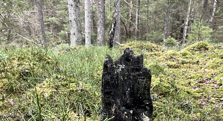 Bränd stubbe från Loshultsbranden 1921.