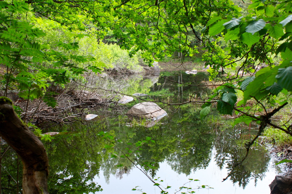 En vattenfylld sänka omgiven av tät lövskog.