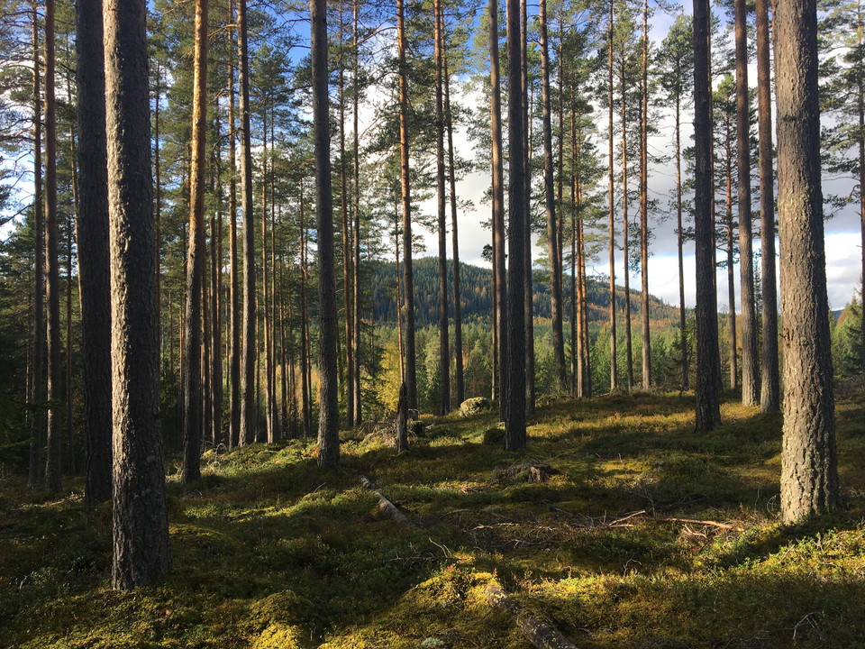 Utsikt mot Hackmorkull