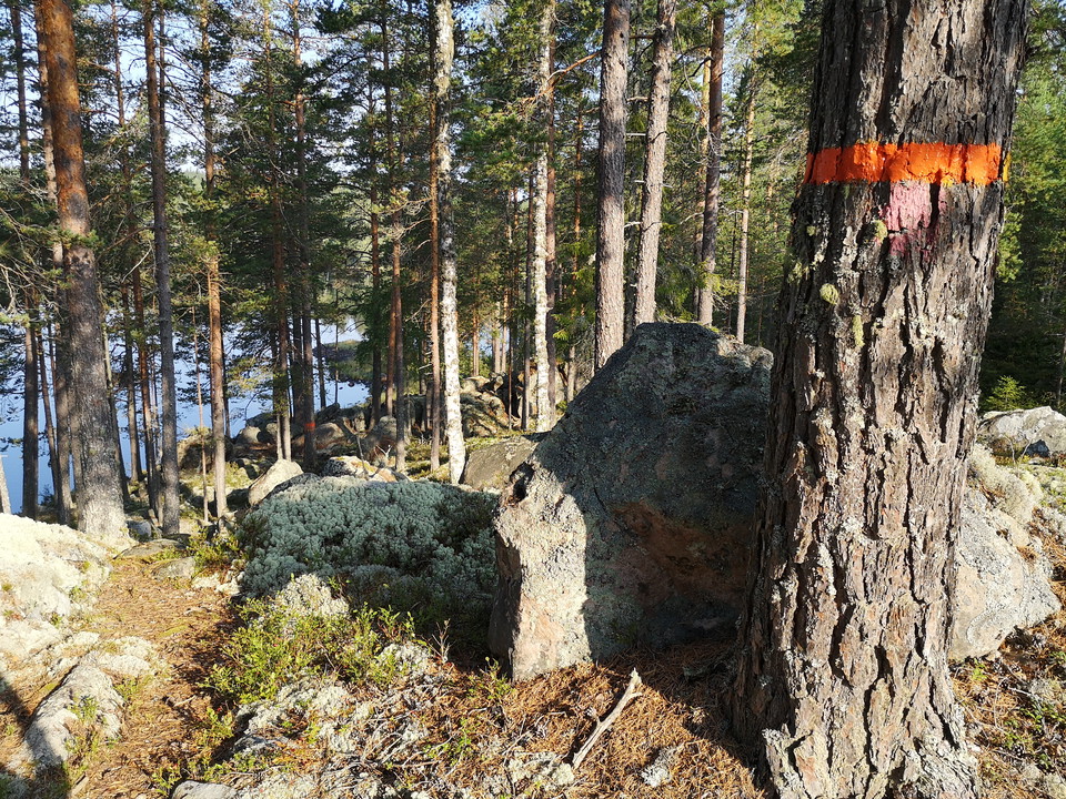 Längs med leden Dammsjön