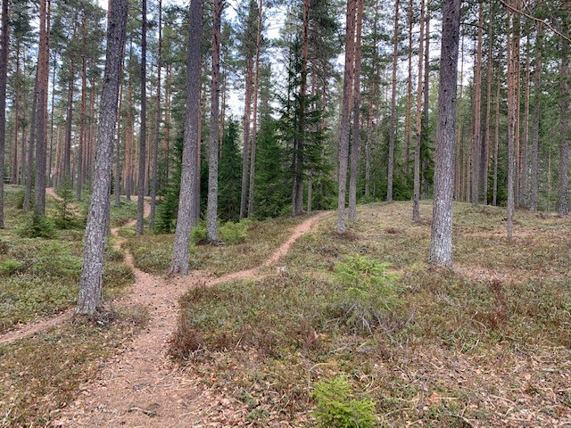 Stigar runt Mellantjärn 