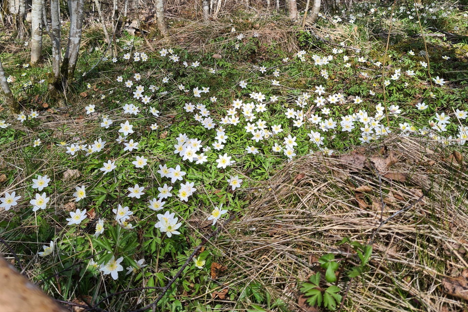 "Vitsippsdalen" Foto Anna Larsen