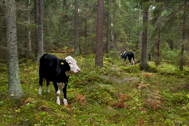 Två kor i på bete i en granskog.