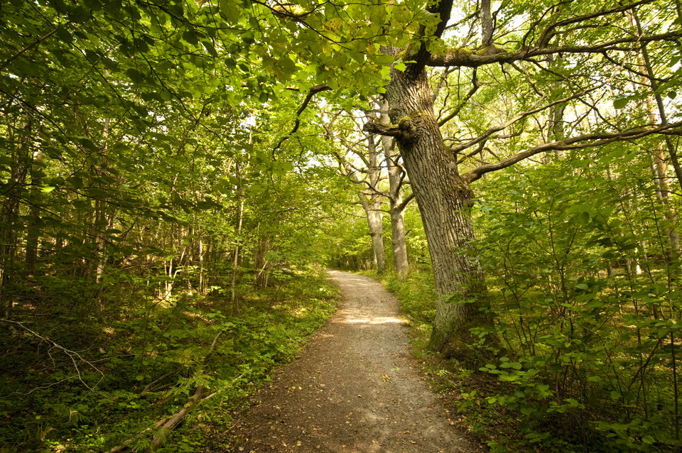 Grönska inne i Flatenreservatet. Foto: Johan Pontén