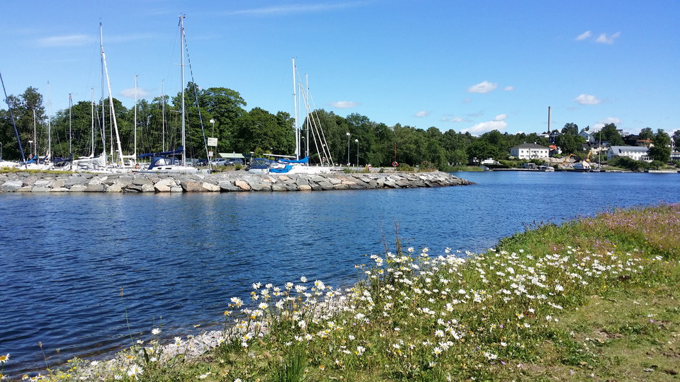 Prästkragar på pir i Brevik. Foto Lidingö stad