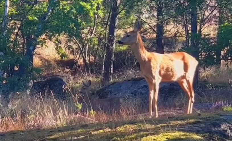 Rådjur i Trolldalen