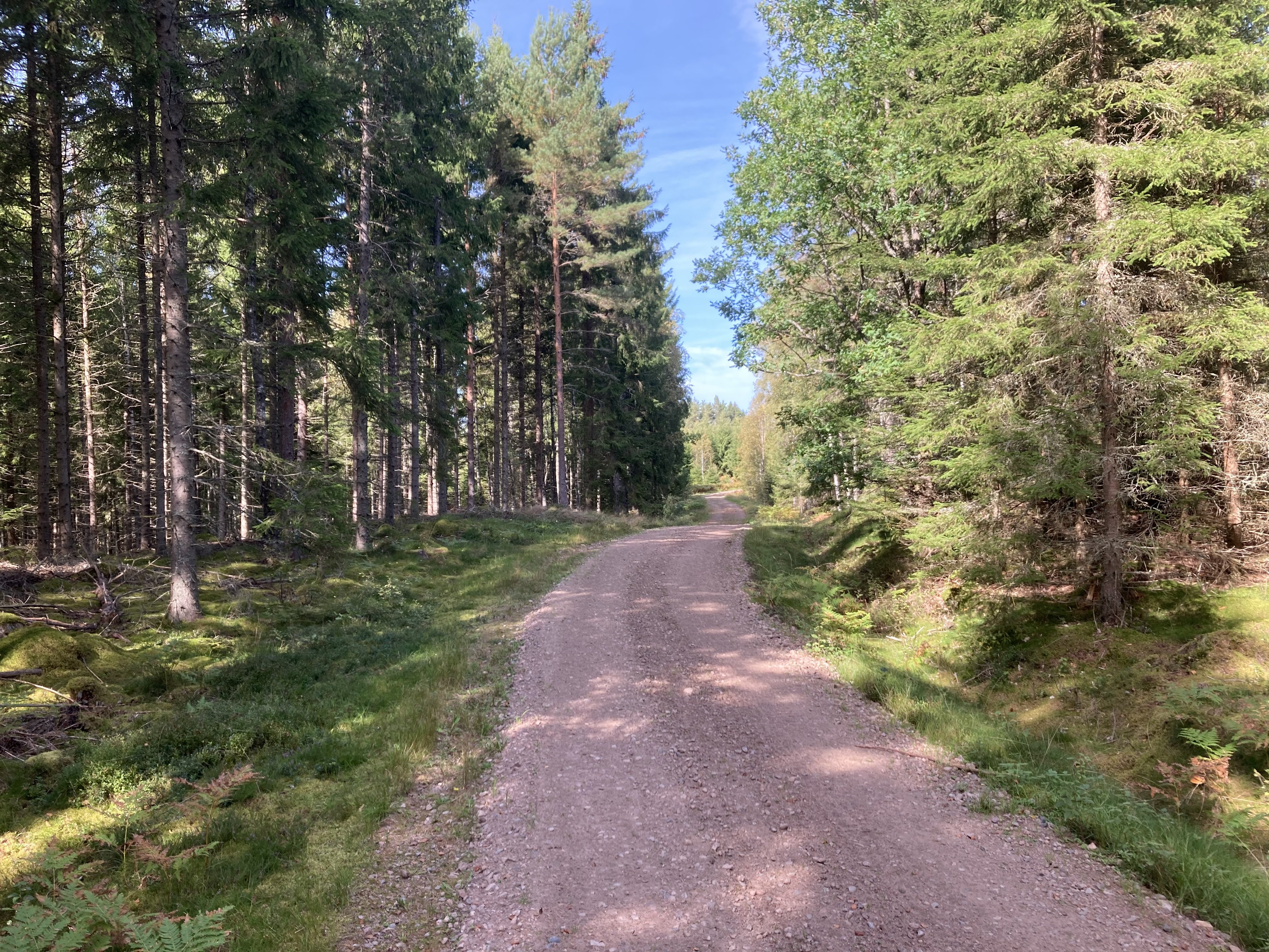En grusväg som går genom skogen