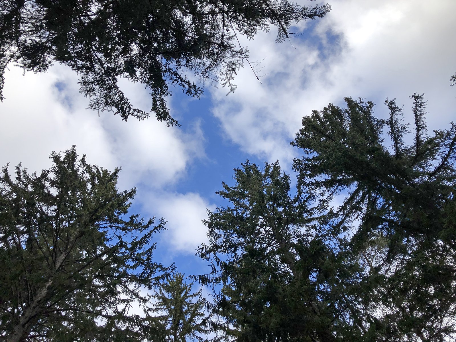 Trädtoppar mot blå himmel.