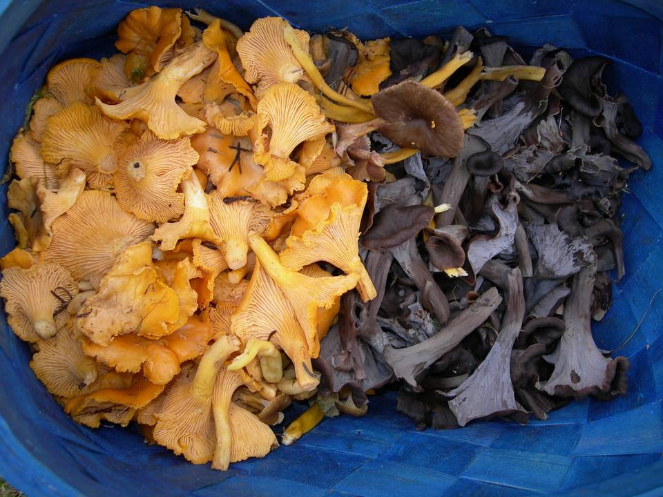Blandade svampar i en korg fotade uppifrån.