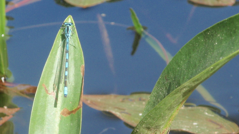 Spjutflicksslända. Foto Torbjörn Peterson.