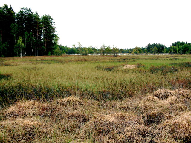 Maderna