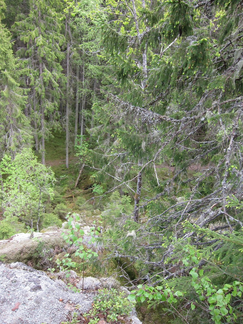 Vy över skogen från berget.