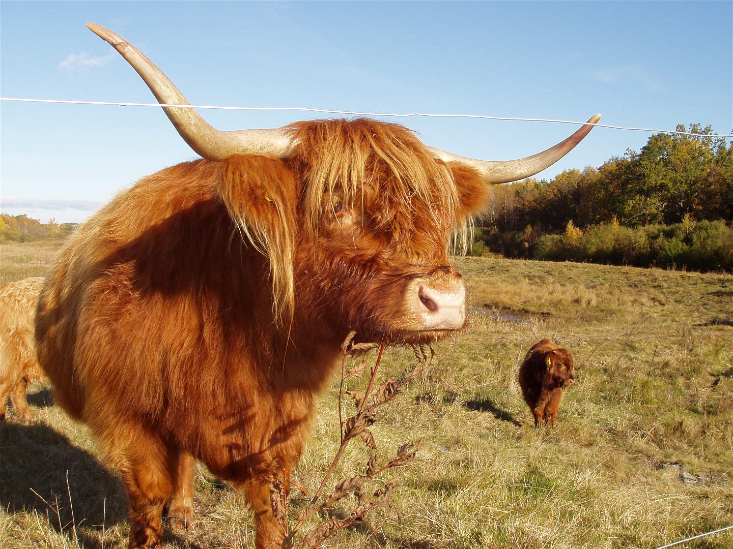 Naturvårdare Highland cattle