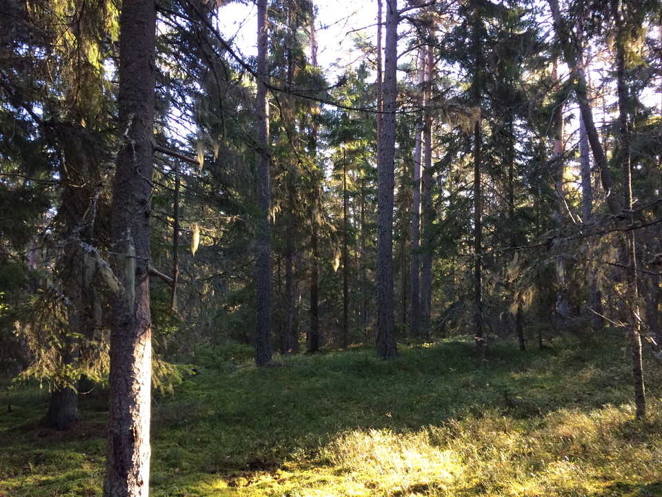 Barrskog med många gamla granar