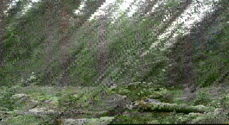 Granskog med död ved i Burseskogen.