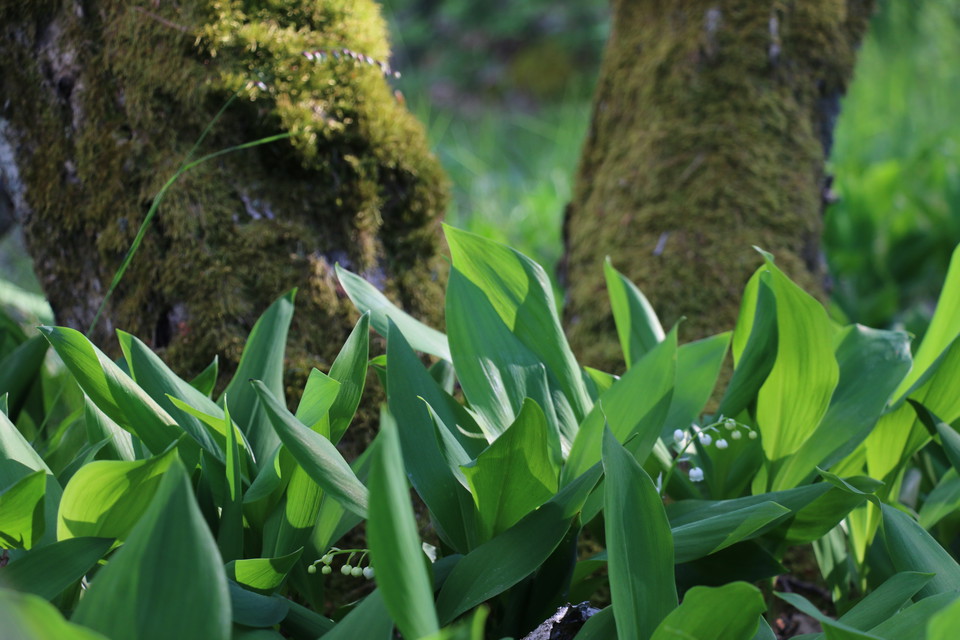 Liljekonvaljer i närbild med mossiga trädstammar i bakgrunden.