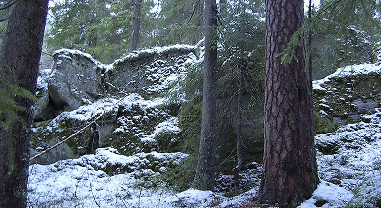 Blockrik skog. Foto Liv Lötberg.