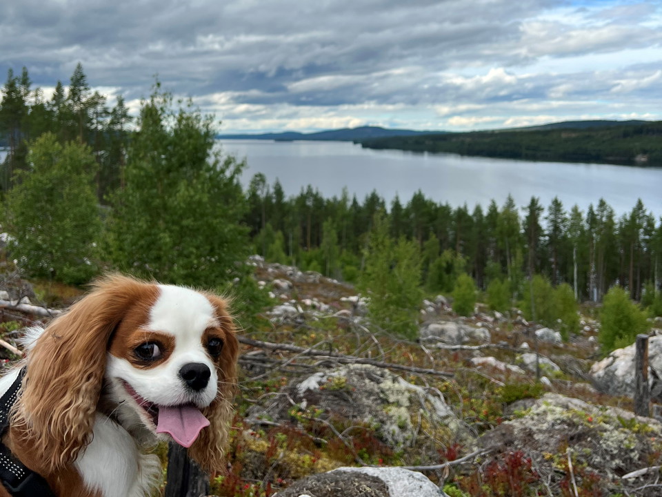 Stråsjöleden går väster om sjön Hennan