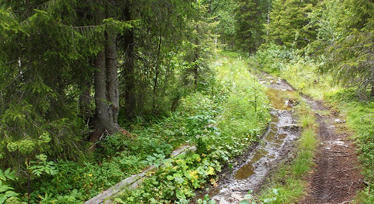 Trail Delliknäs, Laisdalen